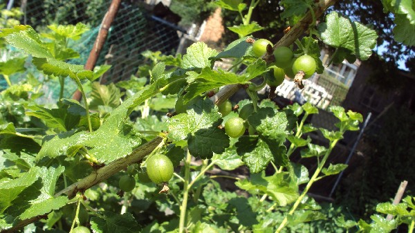 groseille à maquereau_040610.JPG