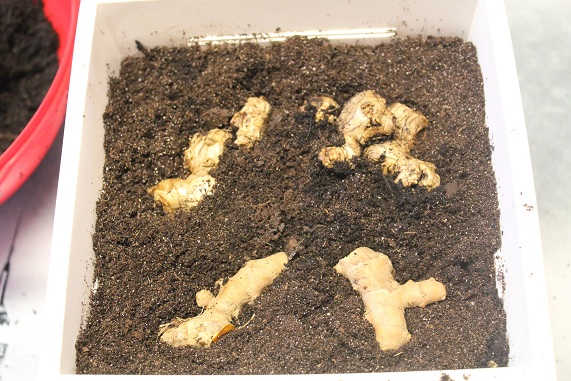 curcuma 004.JPG