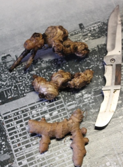 curcuma 001.JPG