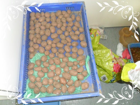 ici, ce sont des DESIREES, grosses pdt pour octobre 1250GR A LA GRENAILLE