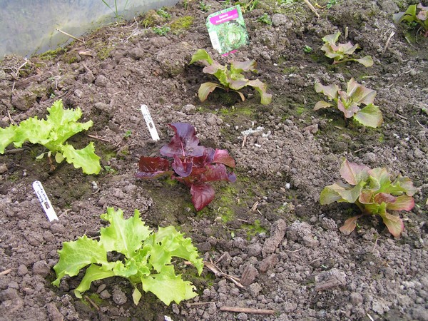 salade_2.jpg