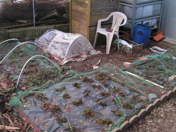 4 autres fraiseraies dans le fond du potager