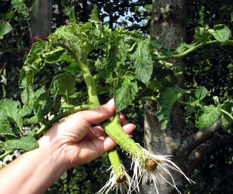 bouture tomate.jpg
