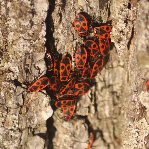 pyrrhocoris apterus 04032013.JPG