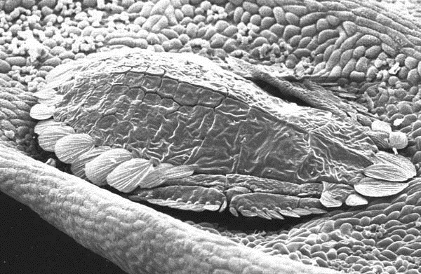 master macro 00.jpg