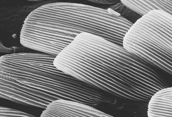 master macro 05.jpg