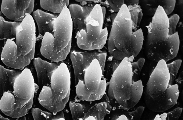 master macro 07.jpg