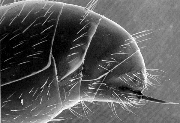 master macro 08.jpg