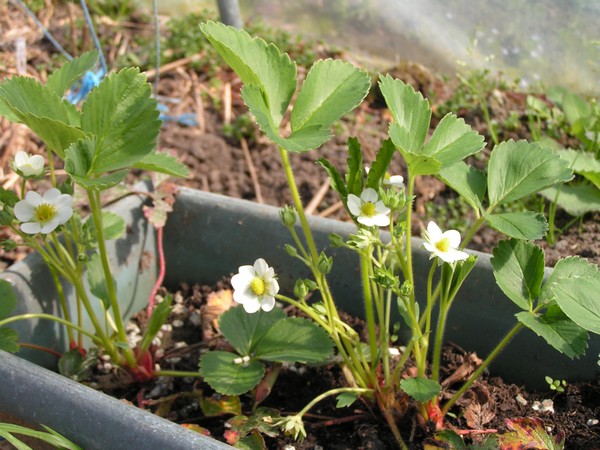 fraisiers en jardinière