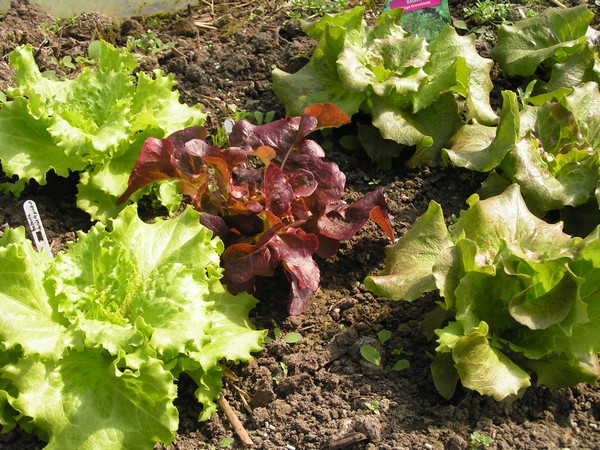 salades2.jpg