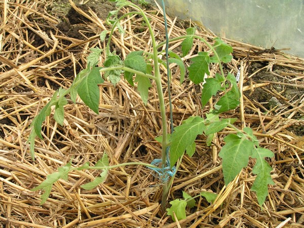 Plant de tomate dans la serre