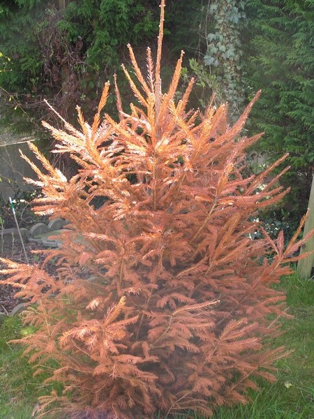 sapin1.jpg