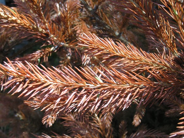 sapin2.jpg