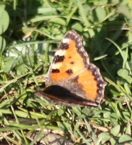 petite tortue 2504.JPG