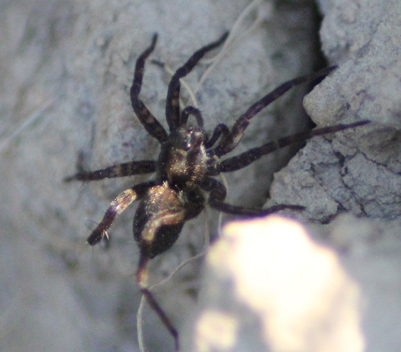 araignee loup 2504.JPG
