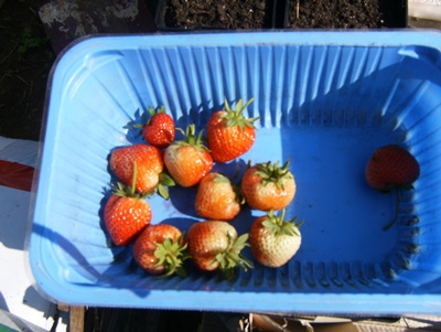 quelques fraises épargées par ma merlette