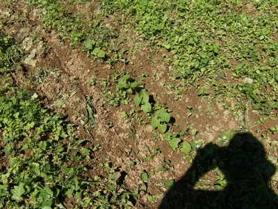 les haricots sortent, faut biner. le fantôme apparaît en contre-jour...