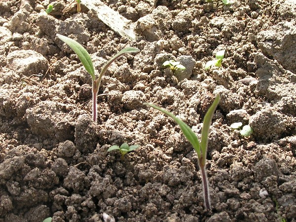 PICT0026.jpg