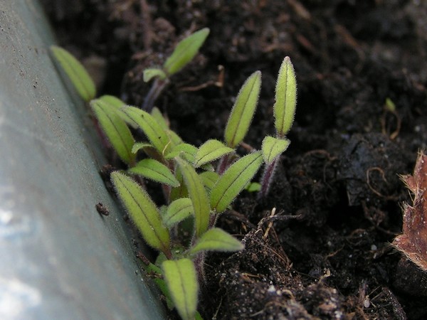 PICT0016.jpg