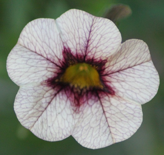 Calibrachoa Noa Almond blossom 1007.JPG