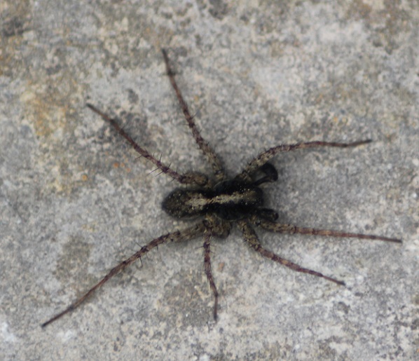 araignée loup male 0105.JPG
