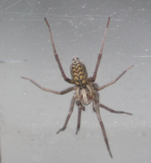 Tegenaria atrica 0105.JPG