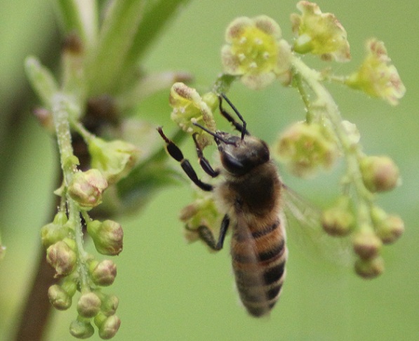 abeille A 0105.JPG