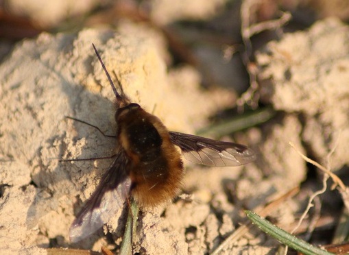Bombylius major.JPG