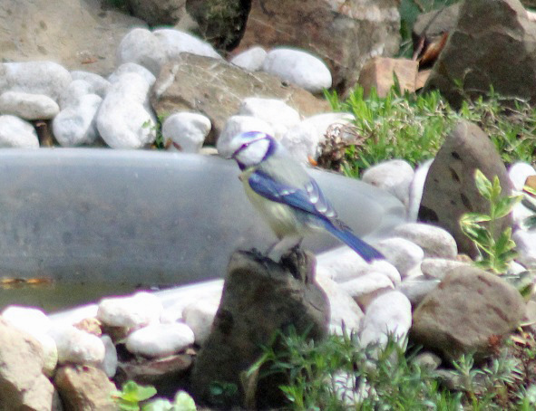 mésange bleue 0205.JPG