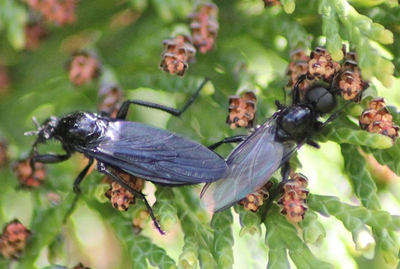 bibio marci 0205.JPG