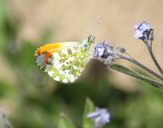 anthocharis cardamines 0505.JPG