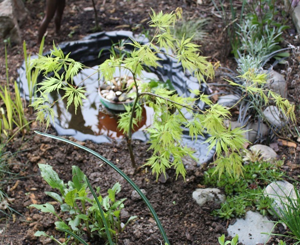 acer palmatum dissectum 1205.JPG