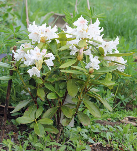 rhodo blanc 1205.JPG