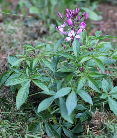 cleome 1205.JPG