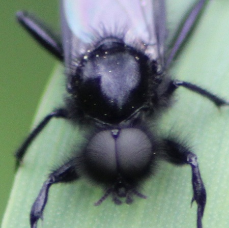 bibio marci 1405.JPG