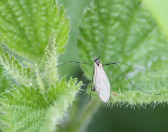 tipule 1405.JPG