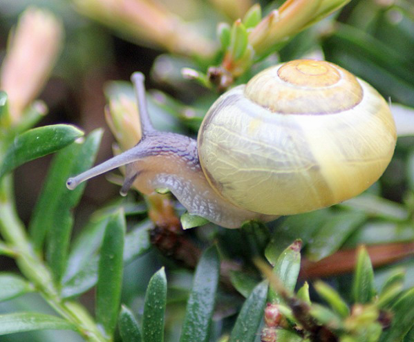 escargot 1405.JPG