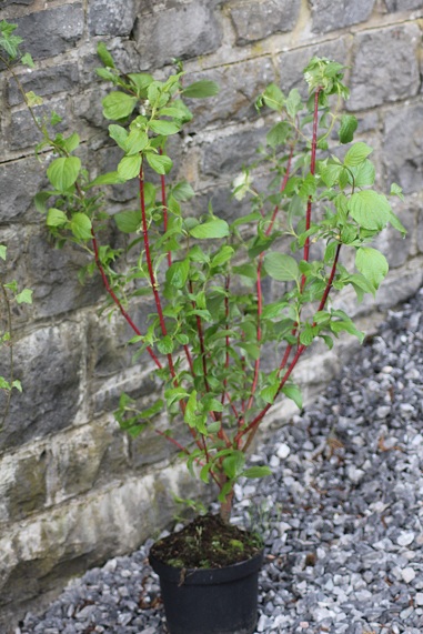 cornus  alba sibirica 1505.JPG