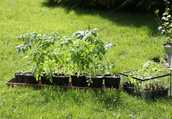 tomates plants 1805.JPG