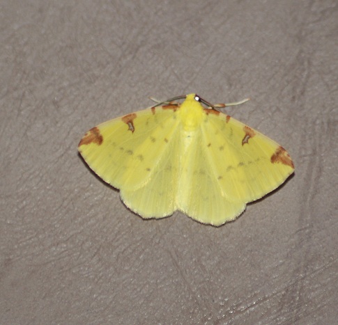 Opisthograptis luteolata 2305.JPG