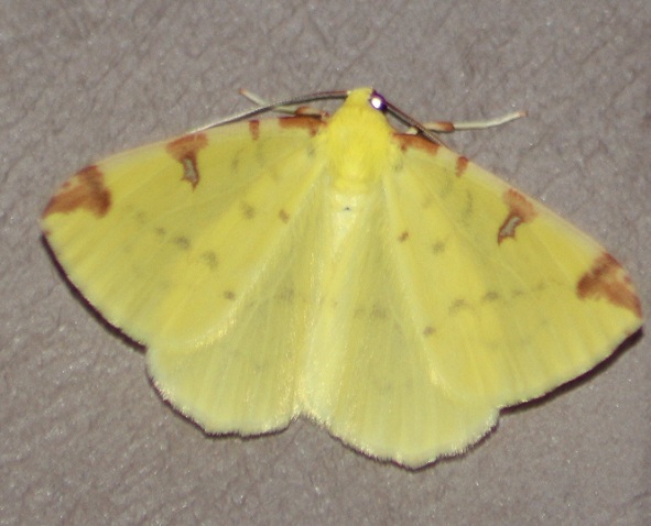 citronelle rouillee 2305.JPG