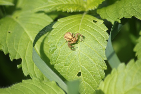 SPIDeR 2405 022.JPG