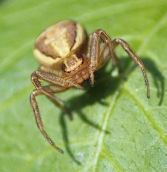 Xysticus sp 2405.JPG