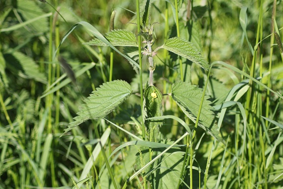 pot 037.JPG