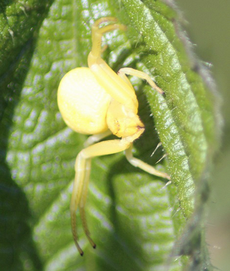 misumena viata jaune 2505.JPG