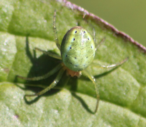 araniella cucurbitina 2505.JPG