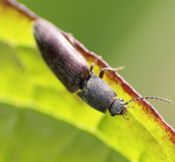 agriote pillosalus 2805.JPG