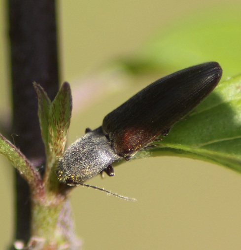 agriote pillosalus taupin 2805.JPG