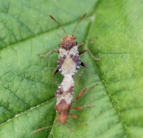 rhopalus subrufus 2805.JPG