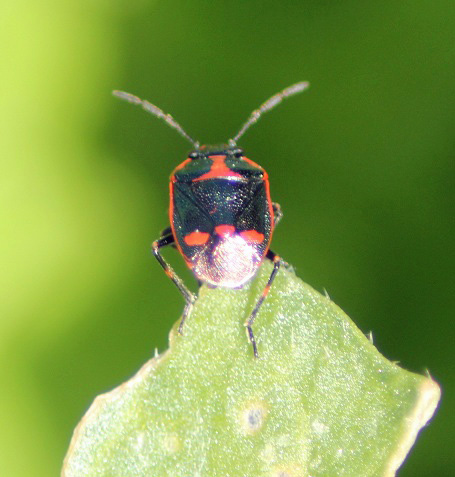 Eurydema oleracea.JPG